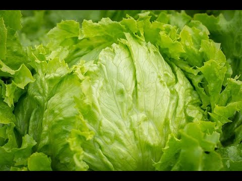 COMO SE DICE LECHUGA EN INGLÉS 