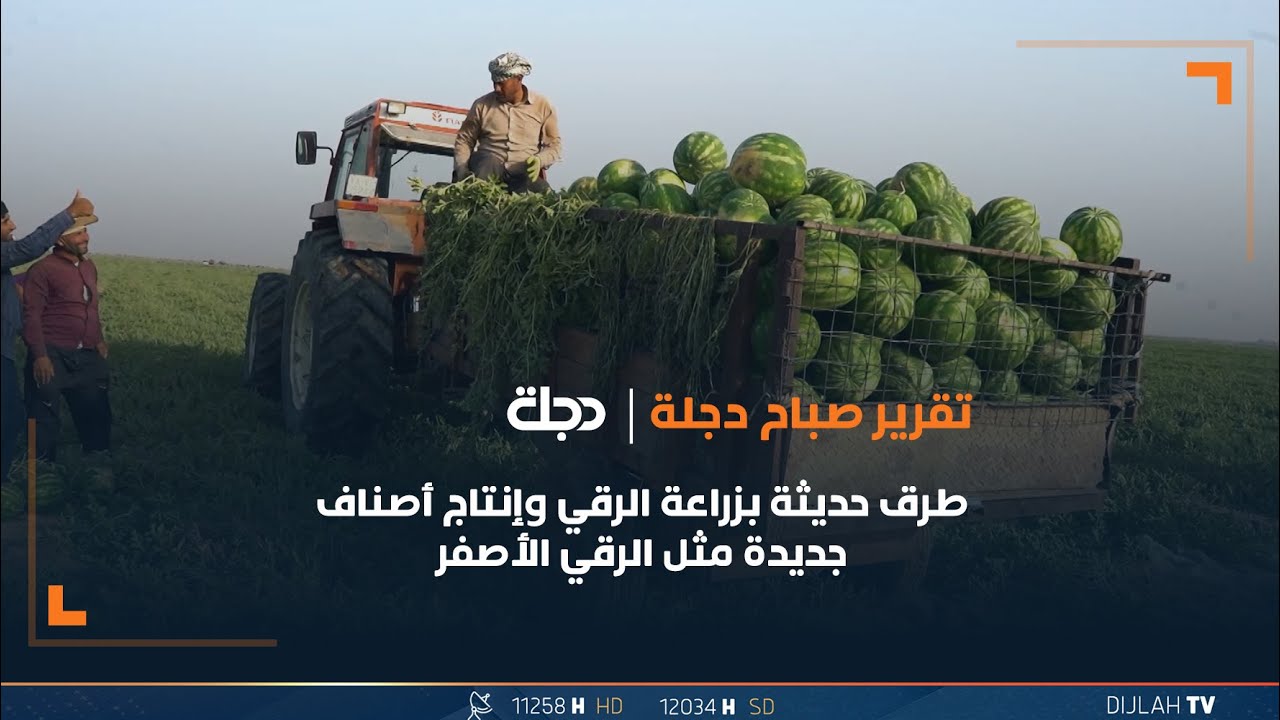 طرق حديثة بزراعة الرقي وإنتاج أصناف جديدة مثل الرقي الأصفر