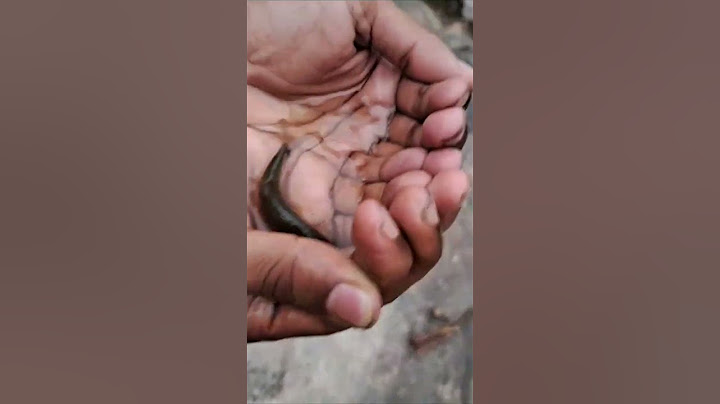 machli jal ki rani #viral