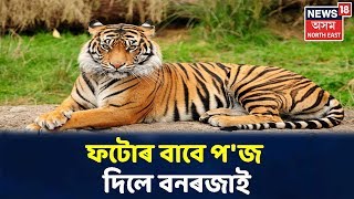 বনৰজাই উঠিলে Selfie, পৰ্যটকৰ নিচেই কাষত আহি ফটোৰ বাবে দিলে প'জ