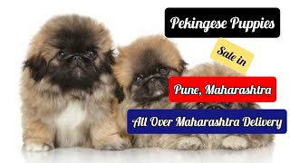 Pekingese Puppies Sale in Pune all Maharashtra delivery 9881579302