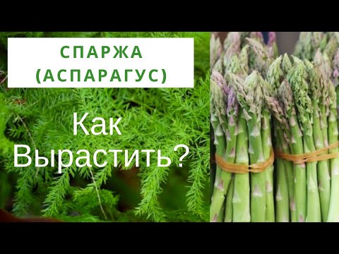 Спаржа. Аспарагус. Как правильно и быстро вырастить спаржу.