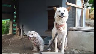 Mother Dog To 50 Puppies In Search Of Her Husband (Part 1) | Kritter Klub Mother Dog To 50 Puppies In Search Of Her Husband (Part 1) | Kritter Klub