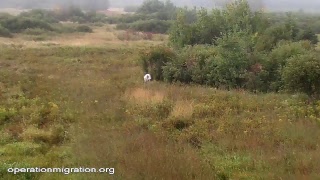 Operation Migration Live Stream