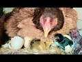 Chicks have started hatching