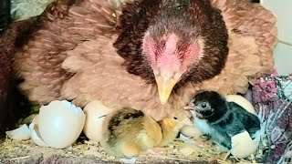 Chicks Have Started Hatching