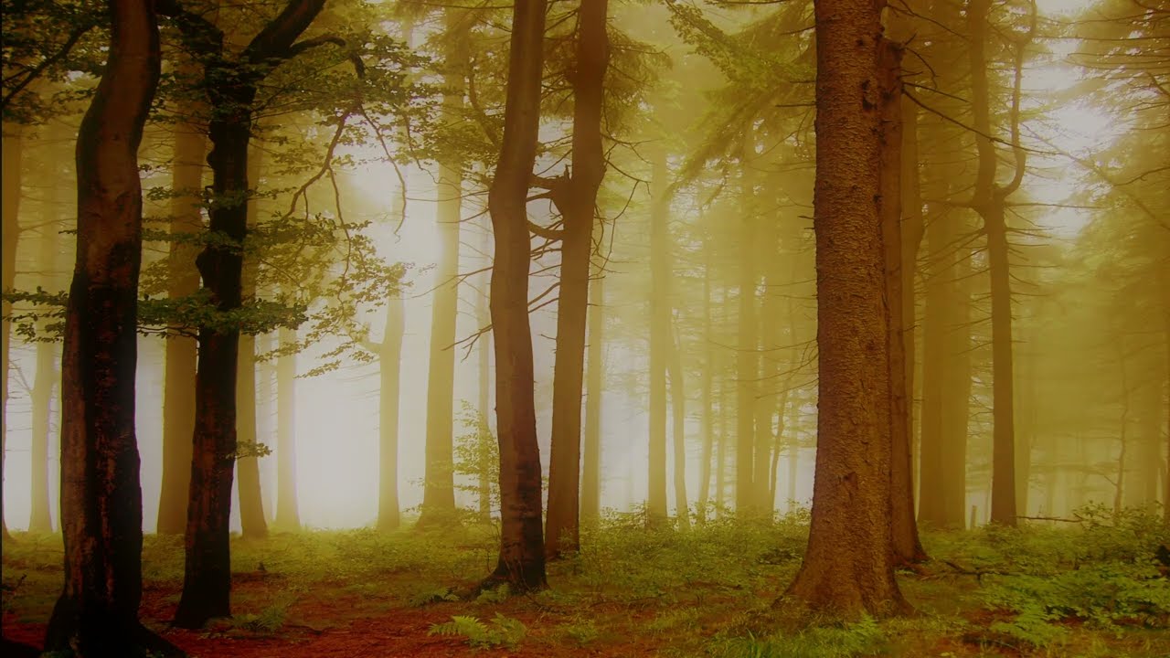 Watch THE PHONEHEAD MUSIC CLUB | Therapy (Somewhere in the trees) on YouTube Watch THE PHONEHEAD MUSIC CLUB | Therapy (Somewhere in the trees) on YouTube