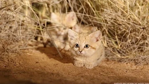 Sand Cat Kittens Spotted in the Wild for First Time and Captured on Camera