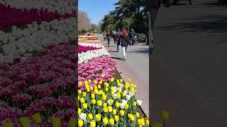 Приморский бульвар 14 апреля роскошь великолепия тюльпанов Крым(2)