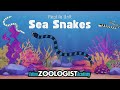 Sea Snakes Quiz