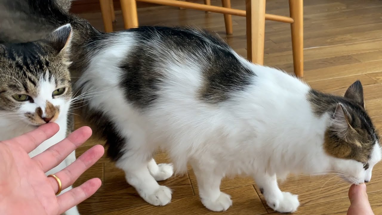 一旦パパを舐めて塩分補給する猫兄弟