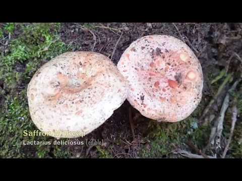 Video: Entoloma Venenoso: foto y descripción del hongo