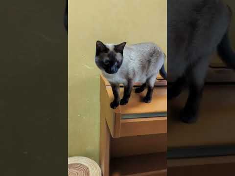 おりるシャム猫 - Siamese cats - #Shorts