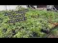 The No Fuss No in and out method of Hardening Off Seedlings/Weekend VLOG