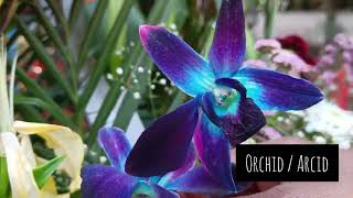KCET Agriculture Practical 2026 🌸 Flowers | Most Important Questions