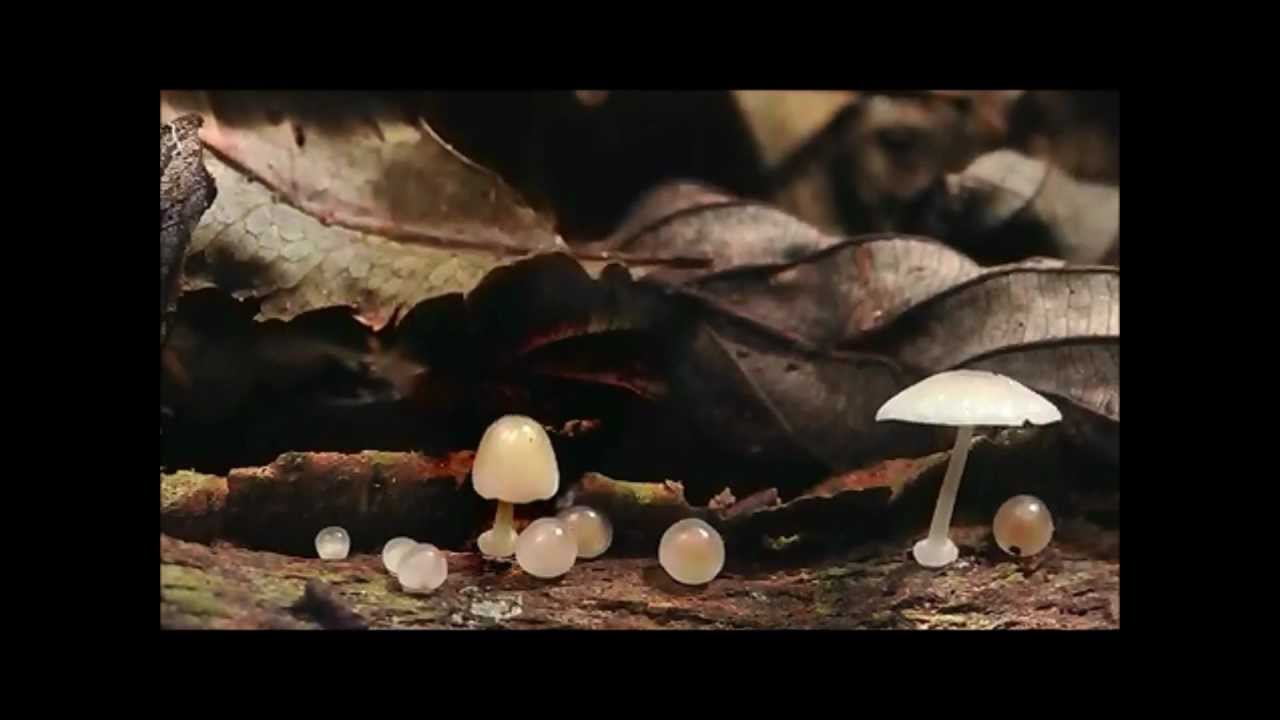 Terence McKenna - The Mushroom Speaks