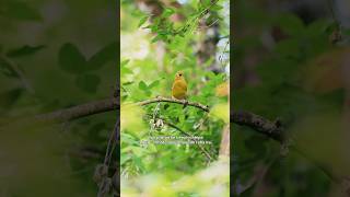 Hidden Forest Secret! This Tiny Bird Knows Where the Seeds Are 🌿🐦 #viral #wildlife #shorts #reels