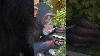 Limbani The Chimpanzee Enjoying His Favorite Yoghurt 🥄