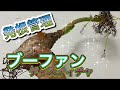 【GARDENING】ブーファン・ディスティチャの発根管理をしてみた。