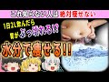 【ゆっくり解説】40代50代は水で痩せる!!水ダイエットの効果とNGな飲み方