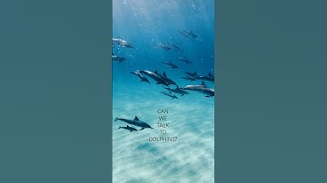 Can AI Talk to Dolphins? Meet DolphinGemma!