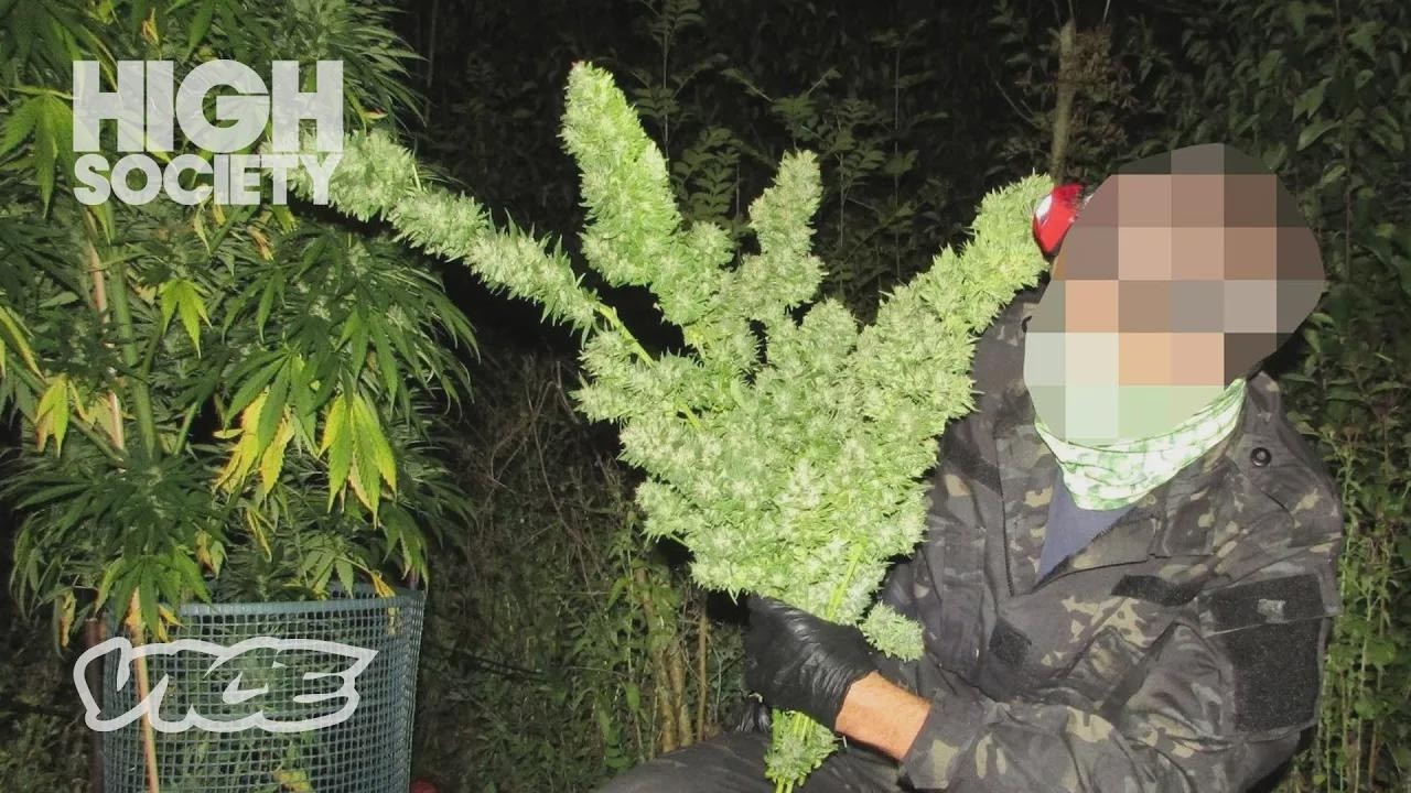 Μπήκαμε σε μυστική φάρμα κάνναβης κρυμμένη σε κοινή θέα | High Society – Ντοκιμαντέρ