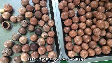 Macadamia Color Sorting by Belt Sorter Machine