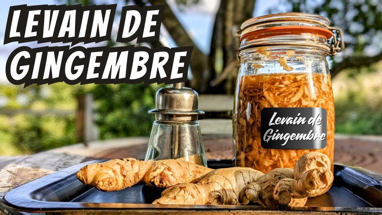 LEVAIN DE GINGEMBRE, BOMBE ANTIOXYDANTE, ULTRA RICHE EN POLYPHENOLS, PROBIOTIQUES & VITAMINES
