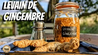 LEVAIN DE GINGEMBRE, Bombe antioxydante, ultra riche en Polyphénols, Probiotiques et Vitamines