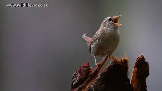 Oriešok hnedý (lat. Troglodytes troglodytes) #karpaty #divokapolana