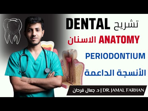 تشريح الأسنان الأنسجة الداعمة