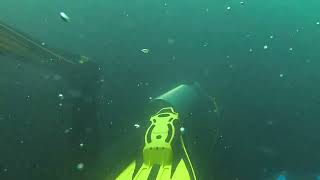 Buceo en El Folías 20201220 #3/12