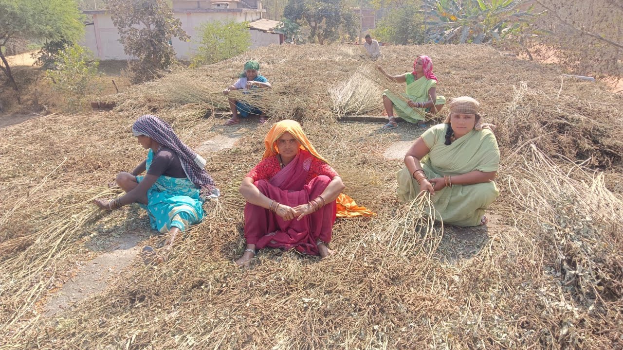 Thresar me misai|| CG vlog video #vlog 