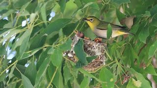 Download Lagu Burung Pleci Meloloh Anaknya di Hutan atau Alam bebas #pleci #plecigacor #burung #birds MP3 Download Lagu Burung Pleci Meloloh Anaknya di Hutan atau Alam bebas #pleci #plecigacor #burung #birds MP3