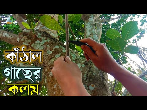 ভিডিও: গাছ কলম করার জন্য ছাঁটাই কিভাবে বেছে নেবেন?