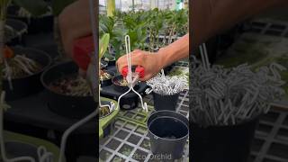 Cara mudah membuat kawat penyanggah untuk anggrek #anggrek #garden #shorts