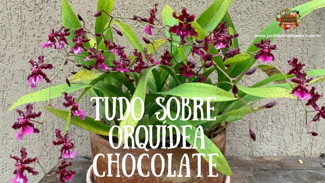 Como plantar orquídea chocolate em vaso - thptnganamst.edu.vn