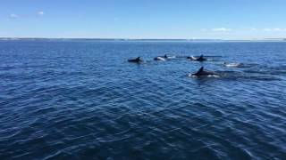 Dolphins Provincetown