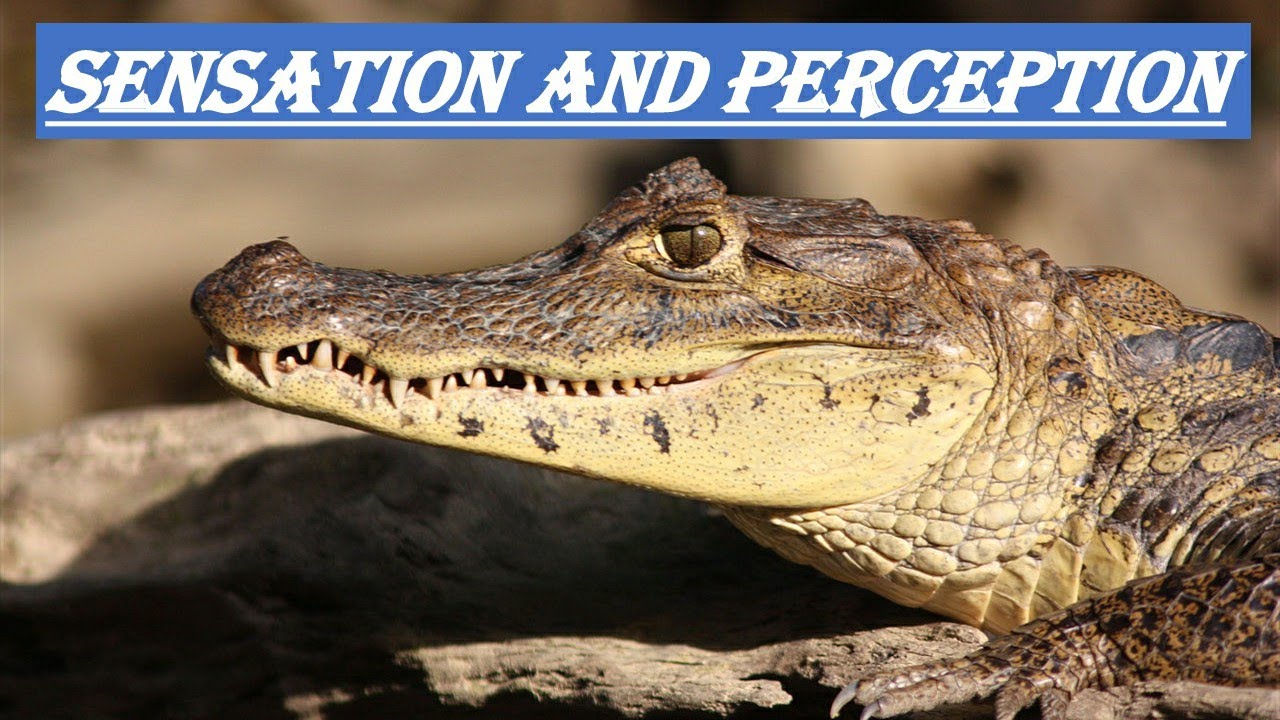 | SENSATION | Sensation and Perception | General Psychology (BPC-001) | PsychoDreamerz |