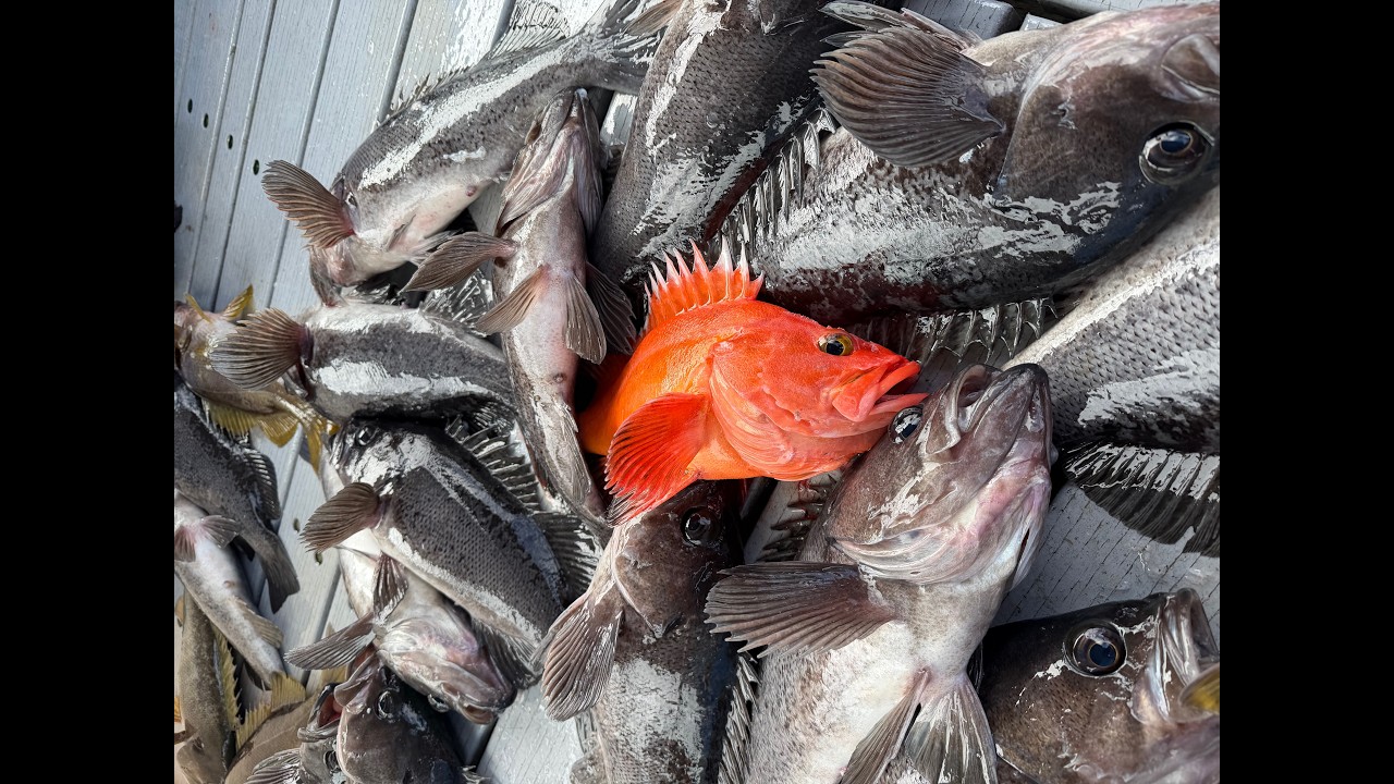 EIS Alaska Live- Let's Wrangle some Rockfish!