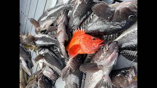 EIS Alaska Live- Let's Wrangle some Rockfish!
