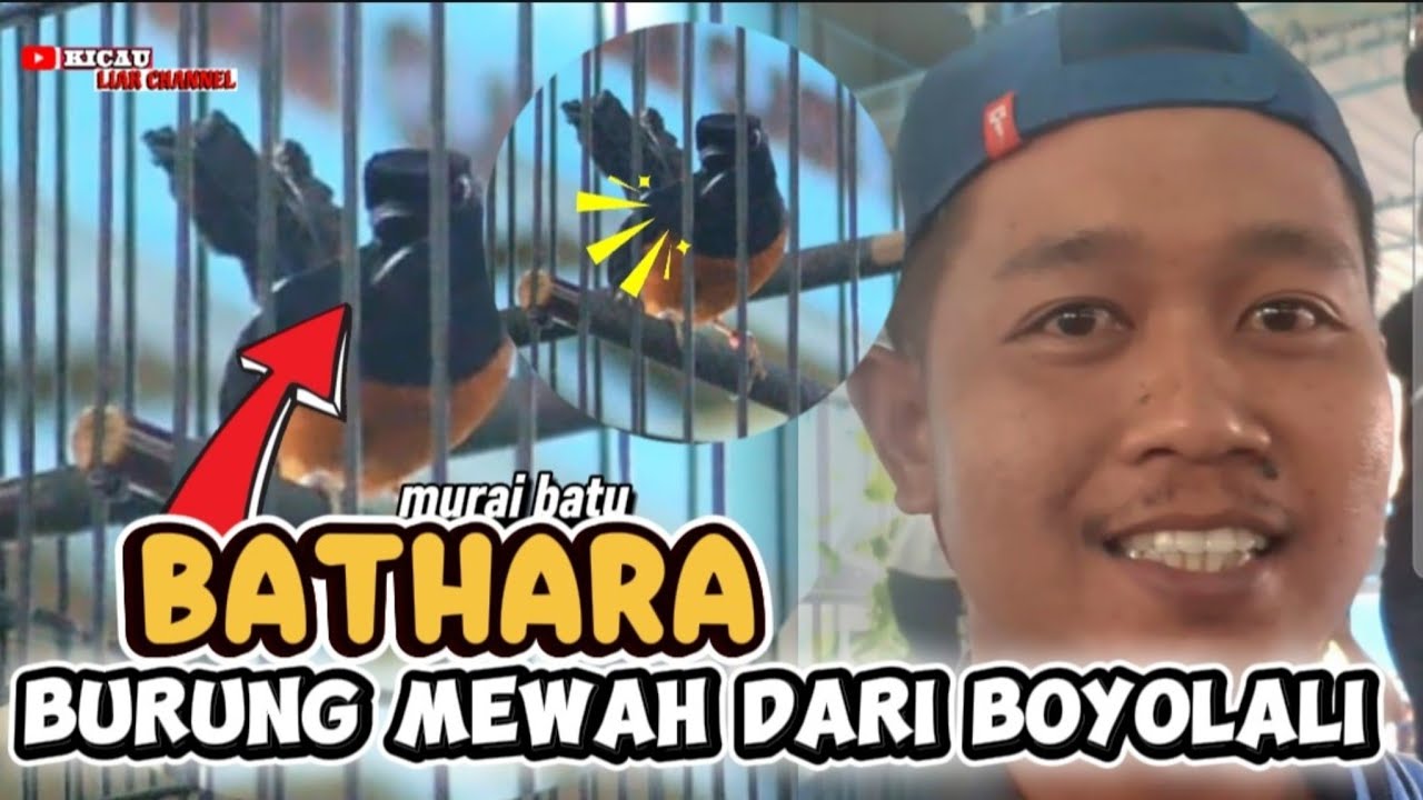 murai batu BATHARA BURUNG DARI BOYOLALI ASLI MEWAH KERJANYA 🔥🔥🔥  JADI INCARAN PARA BOSS😱