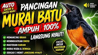 Auto Nyautbuktikan Sendirites Mental Murai Batu