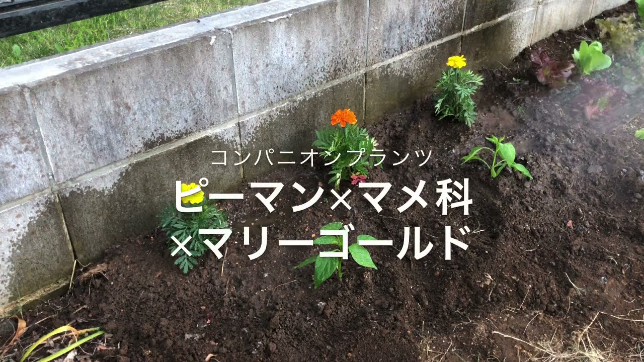 コンパニオンプランツで病気予防 害虫忌避 生育促進 ミニトマト ピーマン オクラ マリーゴールド Youtube コンパニオンプランツで病気予防 害虫忌避 生育促進 ミニトマト ピーマン オクラ マリーゴールド Youtube