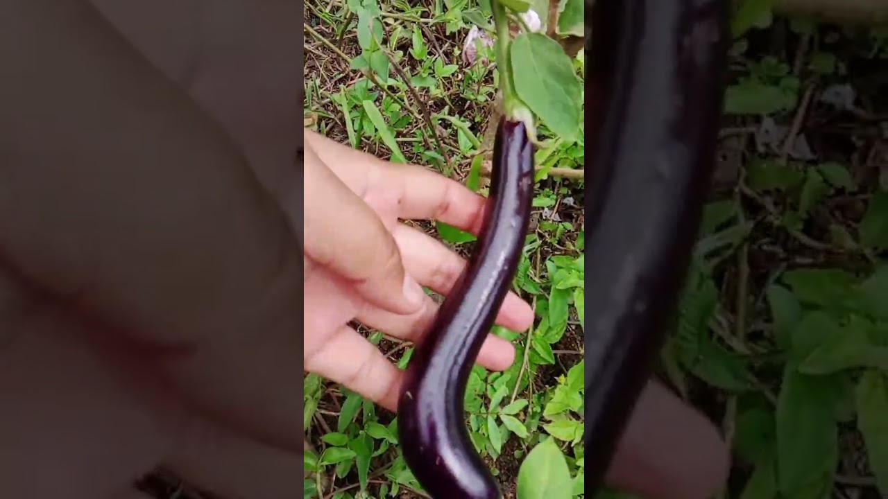 Mag harvest Tayo ng gulay mga kababayan ❤️😘#love #garden #subscribe 