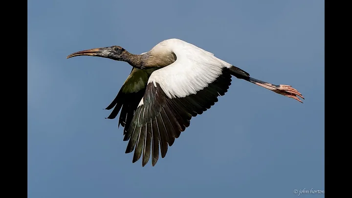 Bird Chat: Bird Photography by Jack Horton