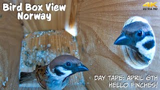 Day Tape: Hello Tree Sparrow! (April 6th)