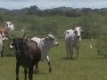 Paisajes del llano y la faena en la Finca &quot;El Tintal&quot;