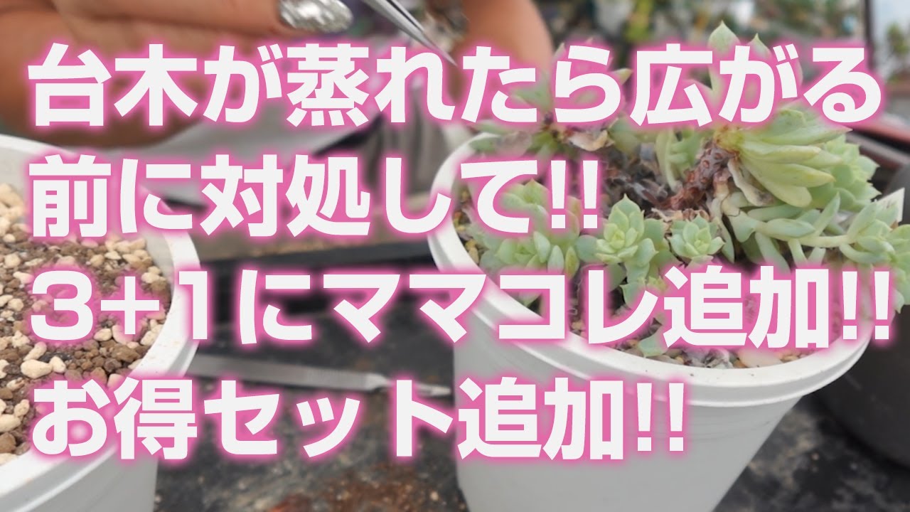 Succulent] If the rootstock gets steamy, deal with it before it