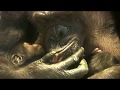 東山チンパンジー 双子の赤ちゃん 10 Chimpanzee twin baby